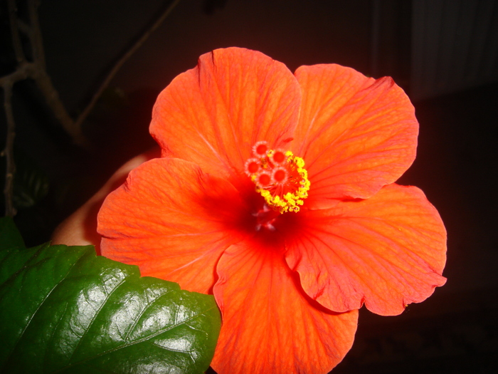 flori 2010 013