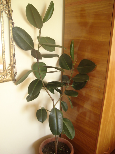 flori 2010 016