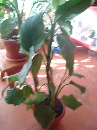 flori 2010 017