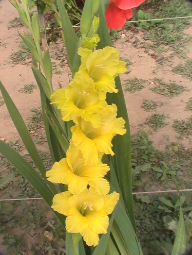 PIC_1782 - Gladiole