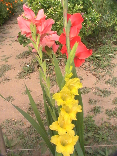 PIC_1784 - Gladiole