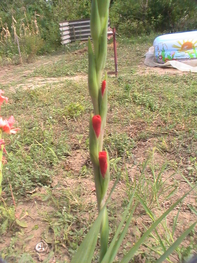 PIC_1787 - Gladiole