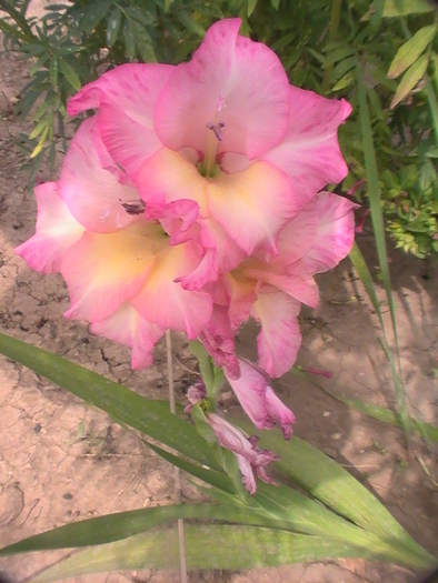 PIC_1788 - Gladiole