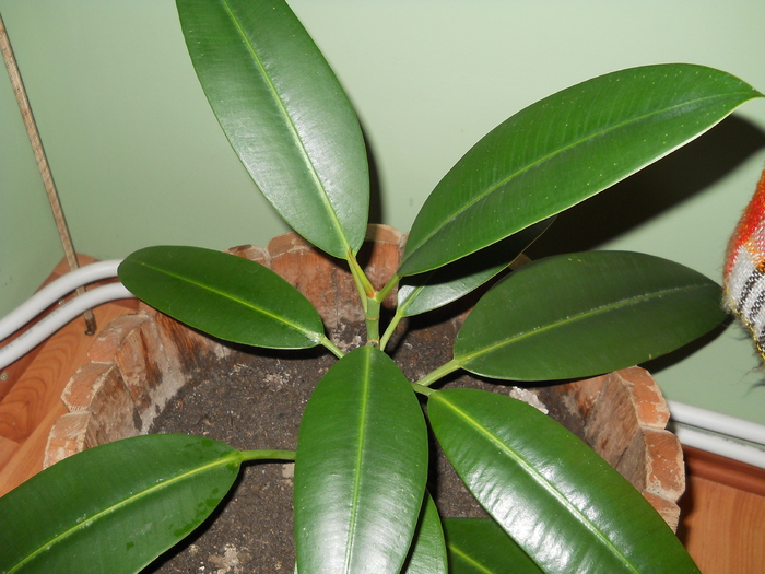 Ficus elastica