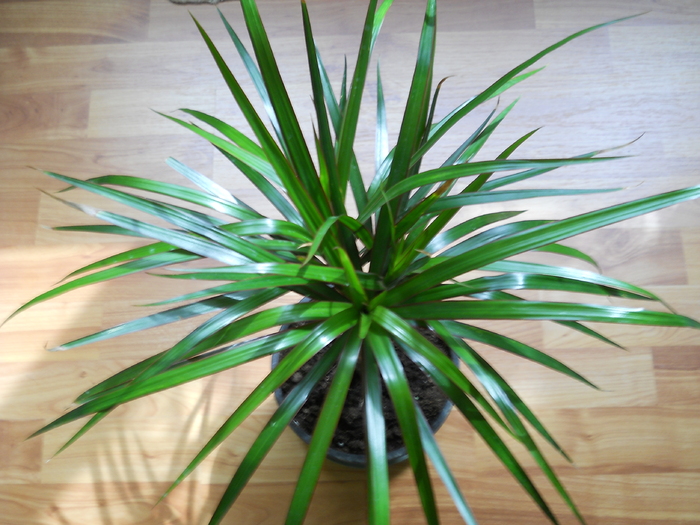 Dracaena - Plante