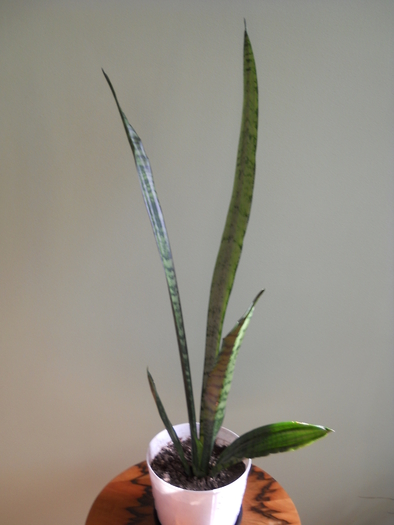 Sansevieria - Plante