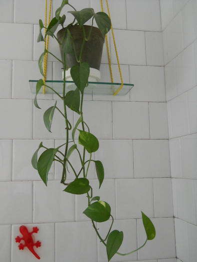 Epipremnum pinnatum - Plante