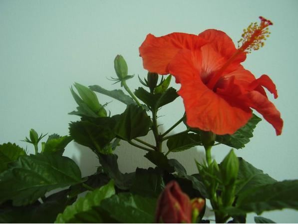 Hibiscus - Plante