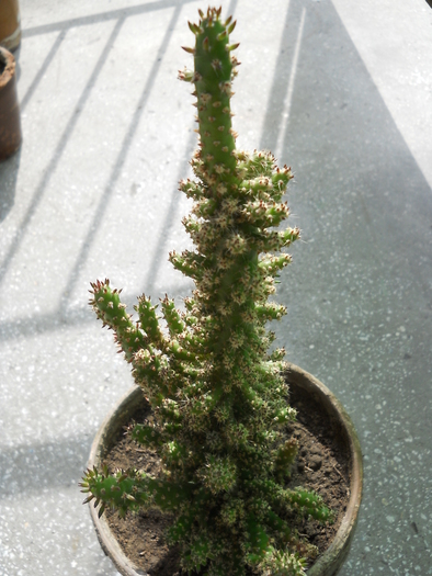 Austrocylindropuntia subulata - Plante