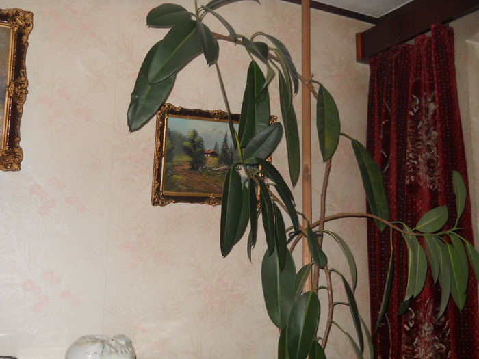 Ficus - Plante