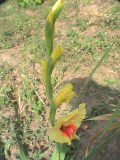 PIC_1891 - Gladiole