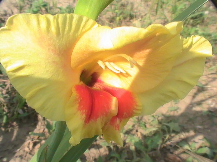 PIC_1893 - Gladiole