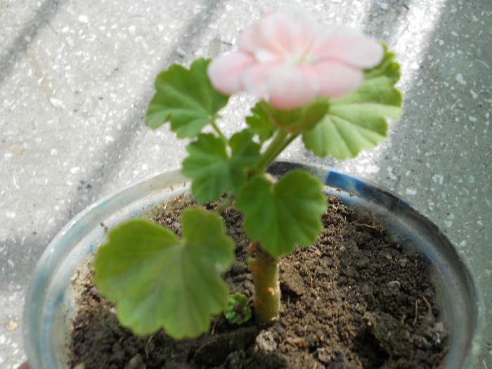 Muscata roz - Plante