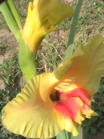 PIC_1894 - Gladiole