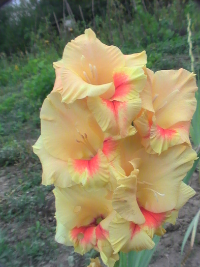 PIC_2008 - Gladiole