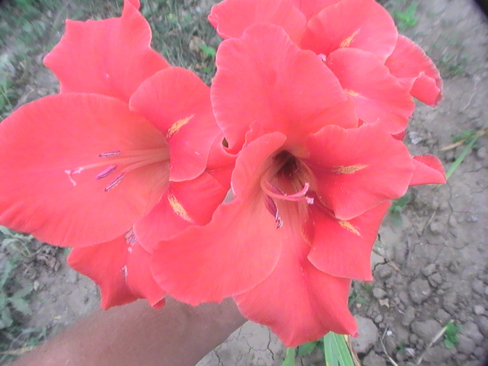 PIC_2010 - Gladiole