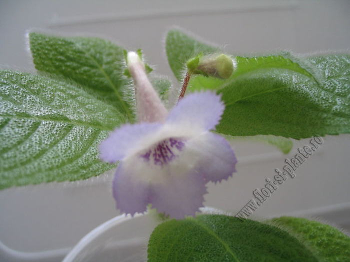 Episcia Blue Heaven 2