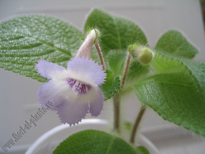 Episcia Blue Heaven 5 - EPISCIA