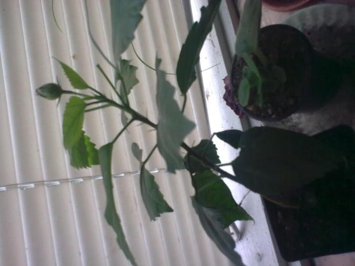 Image0656 - gradina vara