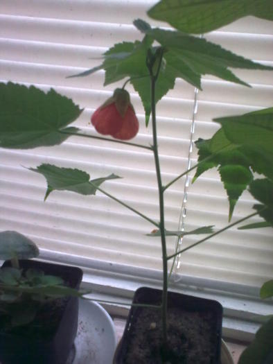 Image0657 - gradina vara