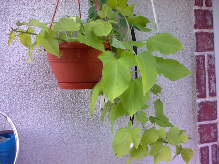 plantuta de la Iza - gradina vara