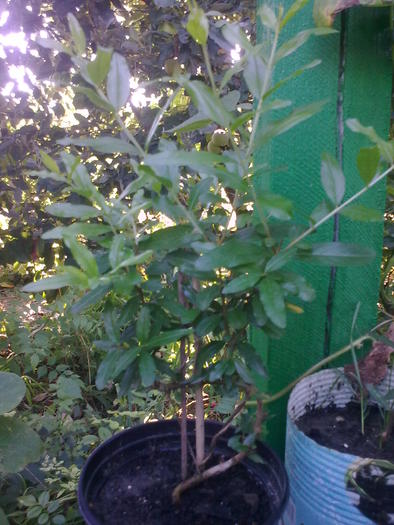 Image0661 - gradina vara