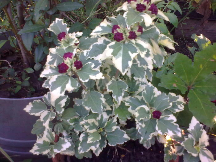 Image0663 - gradina vara