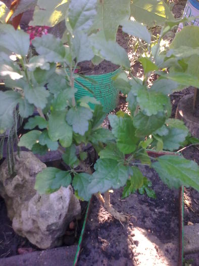 Image0667 - gradina vara