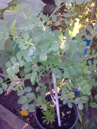 Image0668 - gradina vara