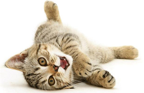 cats-meow-1250010i - Poze Foarte Dragutze Cu Animale-Nu Ratati