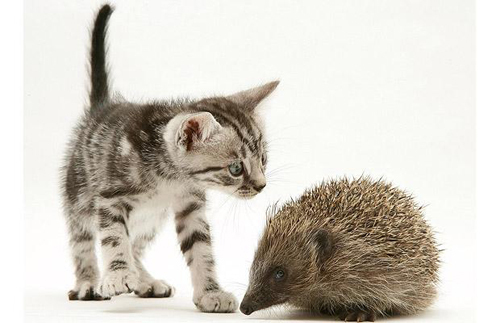hedgehog-1250033i - Poze Foarte Dragutze Cu Animale-Nu Ratati