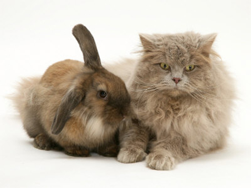 jane-burton-fluffy-grey-cat-cuddled-up-with-dwarf-lionhead-rabbi - Poze Foarte Dragutze Cu Animale-Nu Ratati