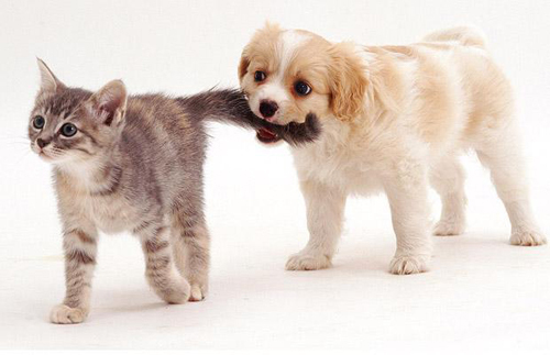 kitten-puppies-1250035i - Poze Foarte Dragutze Cu Animale-Nu Ratati