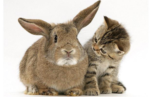 kitten-rabbit-1250036i - Poze Foarte Dragutze Cu Animale-Nu Ratati