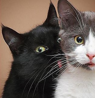 animalute dragute 27