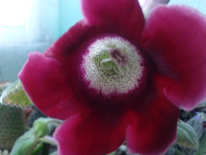 12sept10 (1) - x - Gloxinia