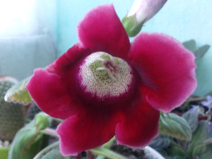 12sept10 (2) - x - Gloxinia