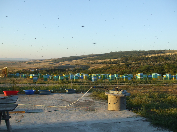ceva frumos 007 - stupina  incepand cu 2008