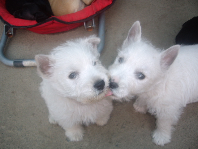 doar noi 2 - West highland white terrier-Cezar