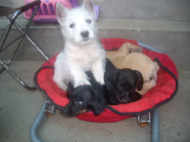 intre Teckel si Buldog Francez - West highland white terrier-Cezar