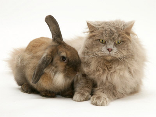 jane-burton-fluffy-grey-cat-cuddled-up-with-dwarf-lionhead-rabbi - poze Animalute dragute