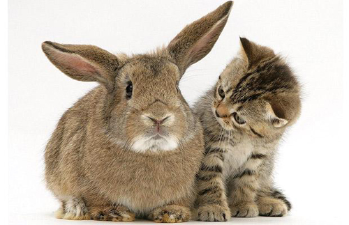 kitten-rabbit-1250036i - poze Animalute dragute