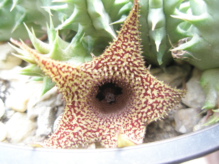 H. pillansii x H. trasvalensis - 12.09 - Huernia