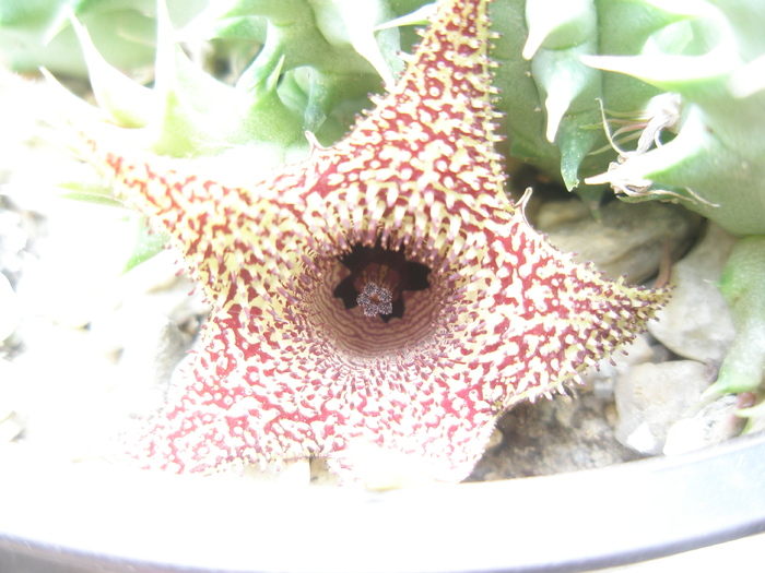 H. pillansii x. transvalensis