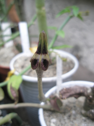 Ceropegia radicans - 10.09 - Ceropegia