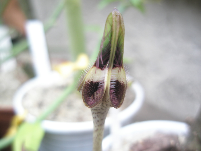 Ceropegia radicans - varful florii - Ceropegia