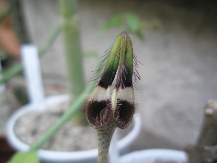 Ceropegia radicans