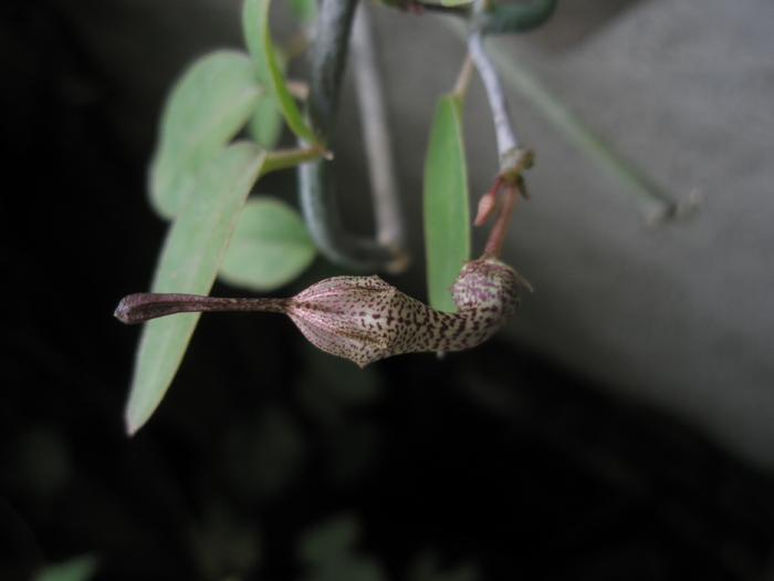 Ceropegia verrucosa - 10.09 - Ceropegia