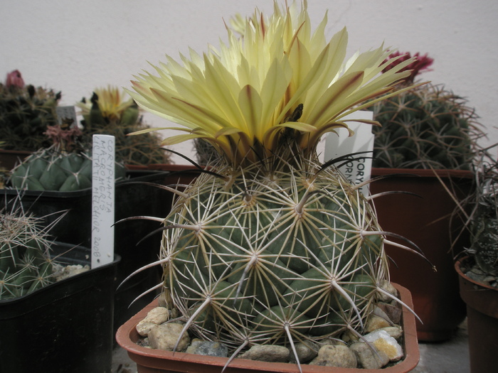 Coryphantha cornifera - 12.09 - Coryphantha