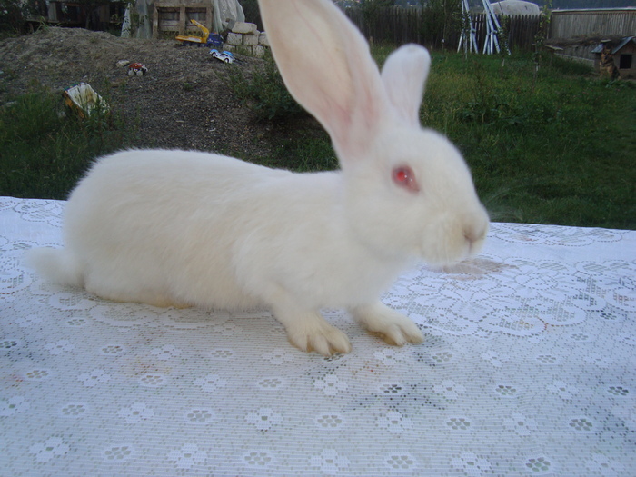 DSC01341